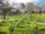 Daffodils in spring