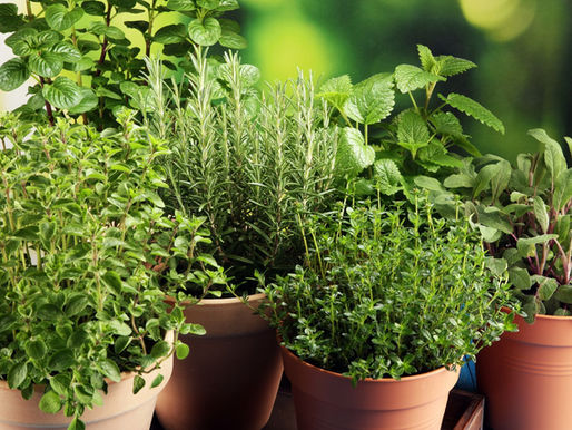 The Best Herb Plants for Beginners in the UK