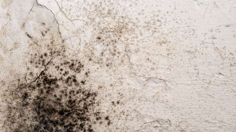 Cracked white wall with large, scattered patches of black mold. The texture is rough, conveying neglect and decay.