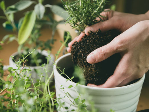 How Many Herb Plants Do I Need to Create a Herb Garden?