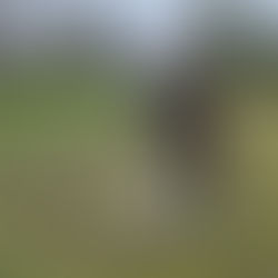 The Benefits of a Dog Training Plan