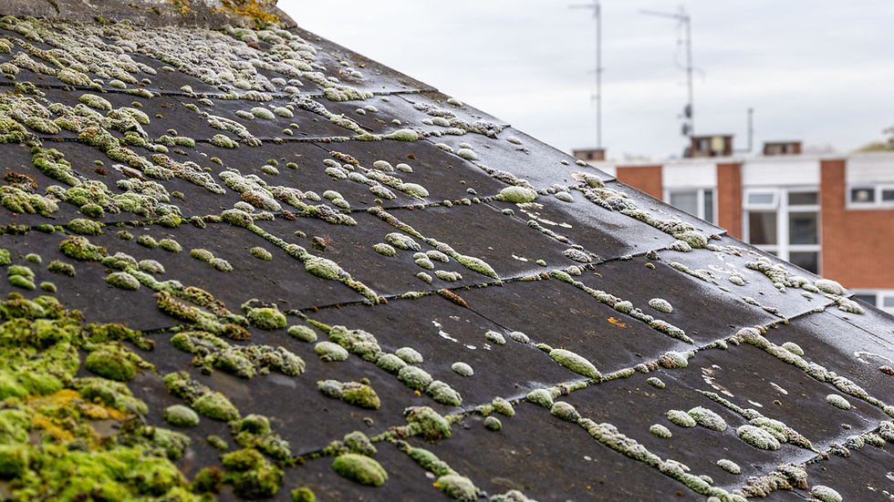 Close-up of moss and lichen on a dark sloped roof, with blurred apartment buildings and antennas in the background.