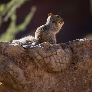 THE OPERATION OF RELIEVE CORONAVIRUS FEAR WITH MOTHER NATURE