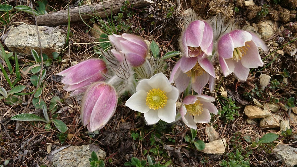 Quattro Stagioni in der Natur