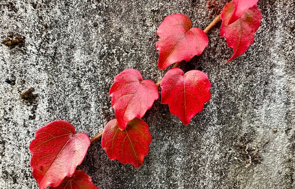 Newsletter - November 2025