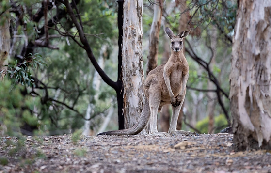 SKIPPY