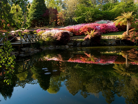 Dandelong Ranges gardens