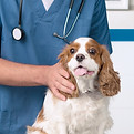 Veterinarian With Dog_edited.jpg