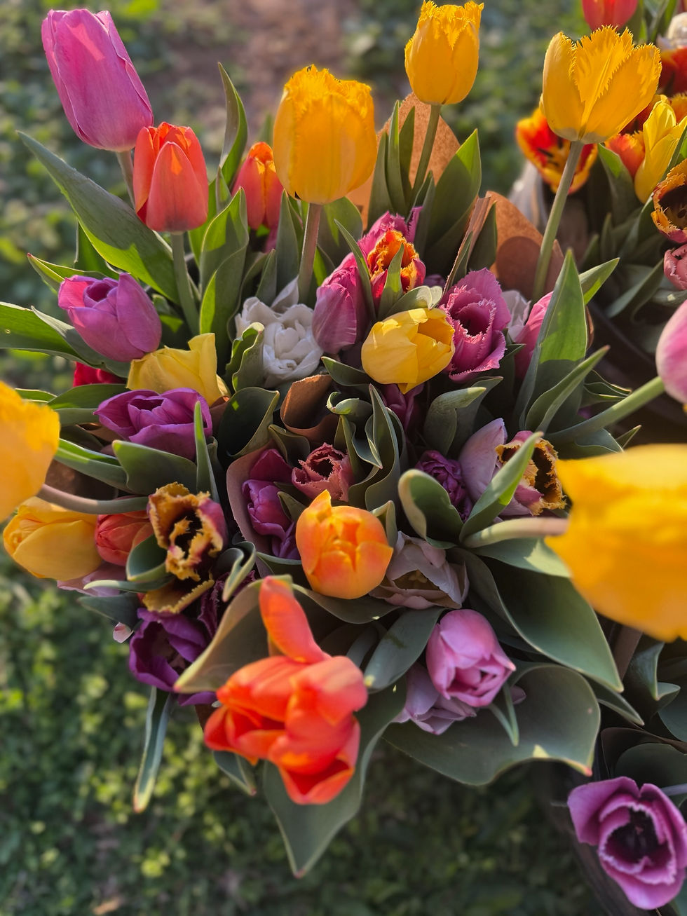 Thumbnail: Half Spring Tulip Subscription - 2026