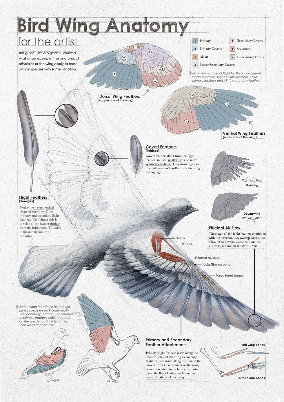Infographic for artists and creatives about bird wing anatomy by scientific illustrator, Danika Ostrowski