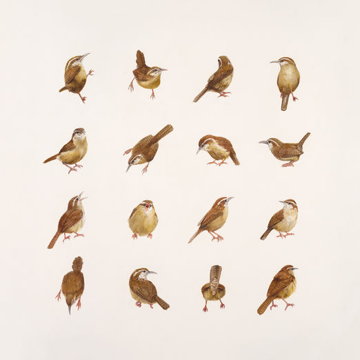 chime of wrens bird art colored pencil danika ostrowski