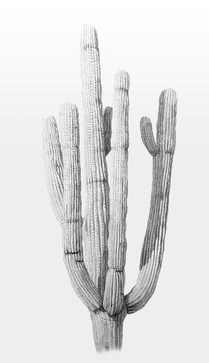 saguaro black and white graphite drawing by danika ostrowski