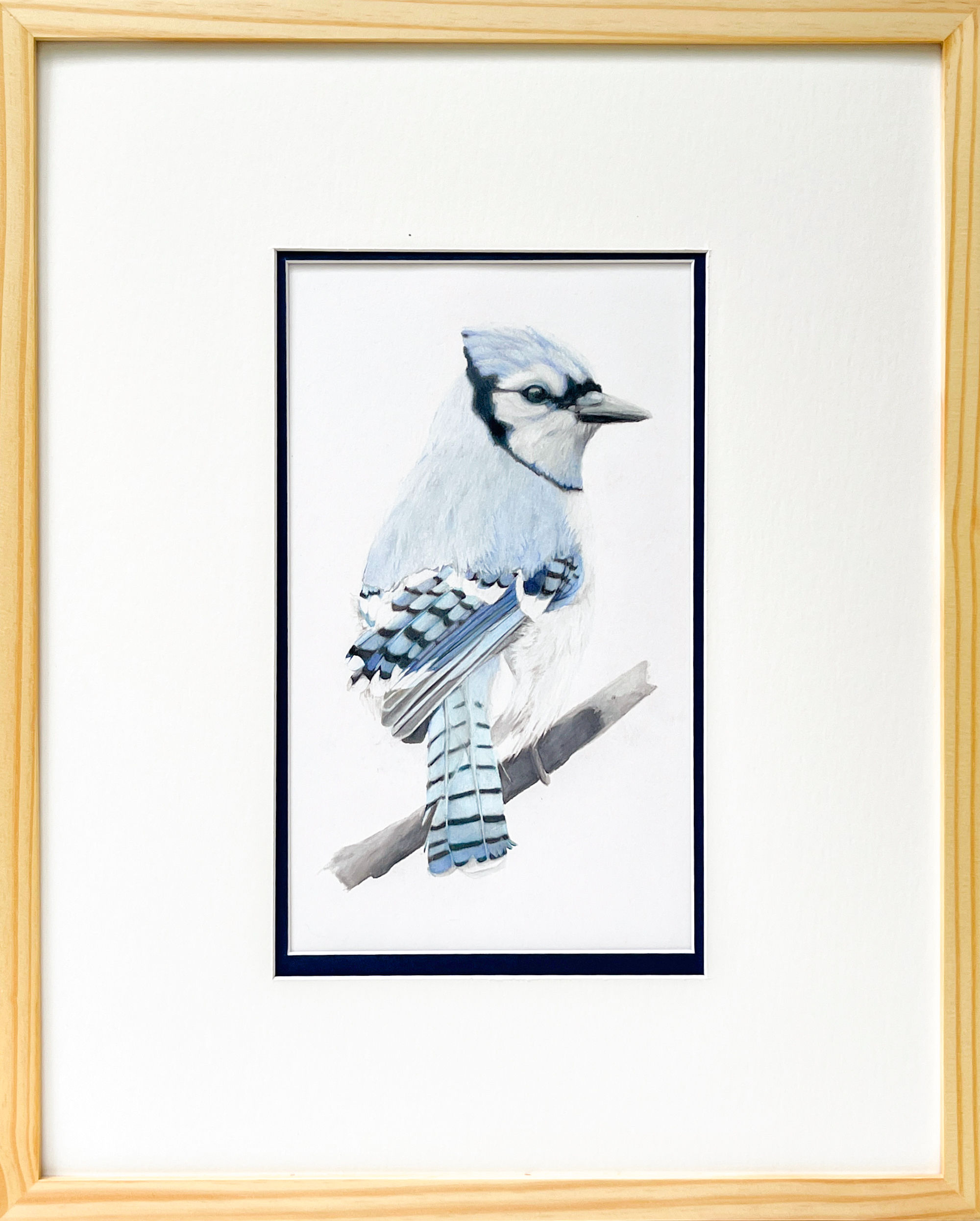 blue jay drawing