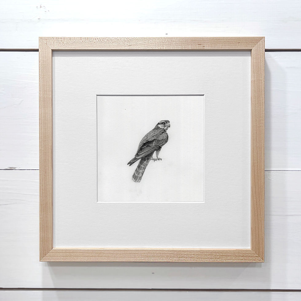 Thumbnail: framed aplomado falcon drawing by danika ostrowski