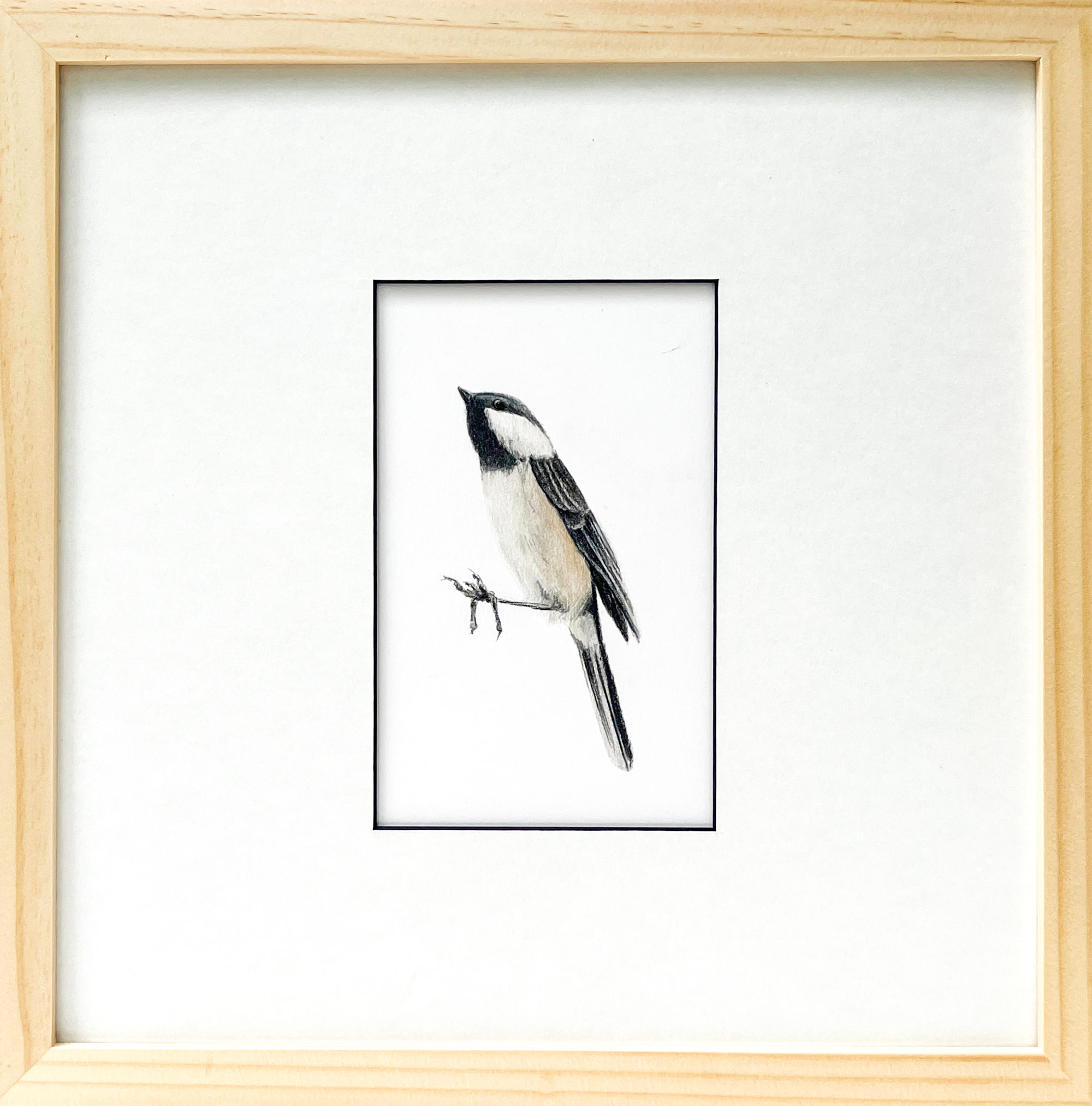 carolina chickadee drawing