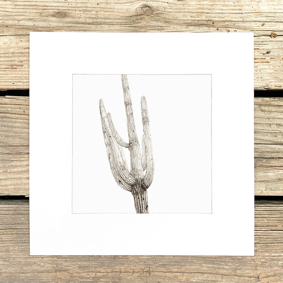 Graphite Saguaro Print
