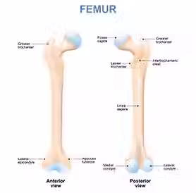 anatomi-bild-pa-femur-trokanter.avif