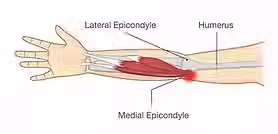 Anatomibild-pa-medial-epikondylgia.avif