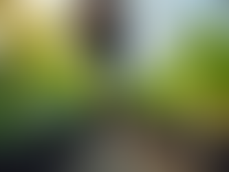 Managing Bulk Plant Orders with Ease: Bulk Plant Purchasing Tips