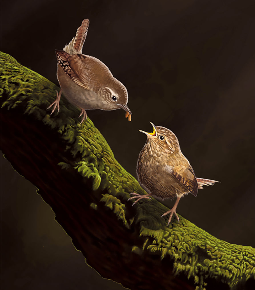Mother Wren and Chick