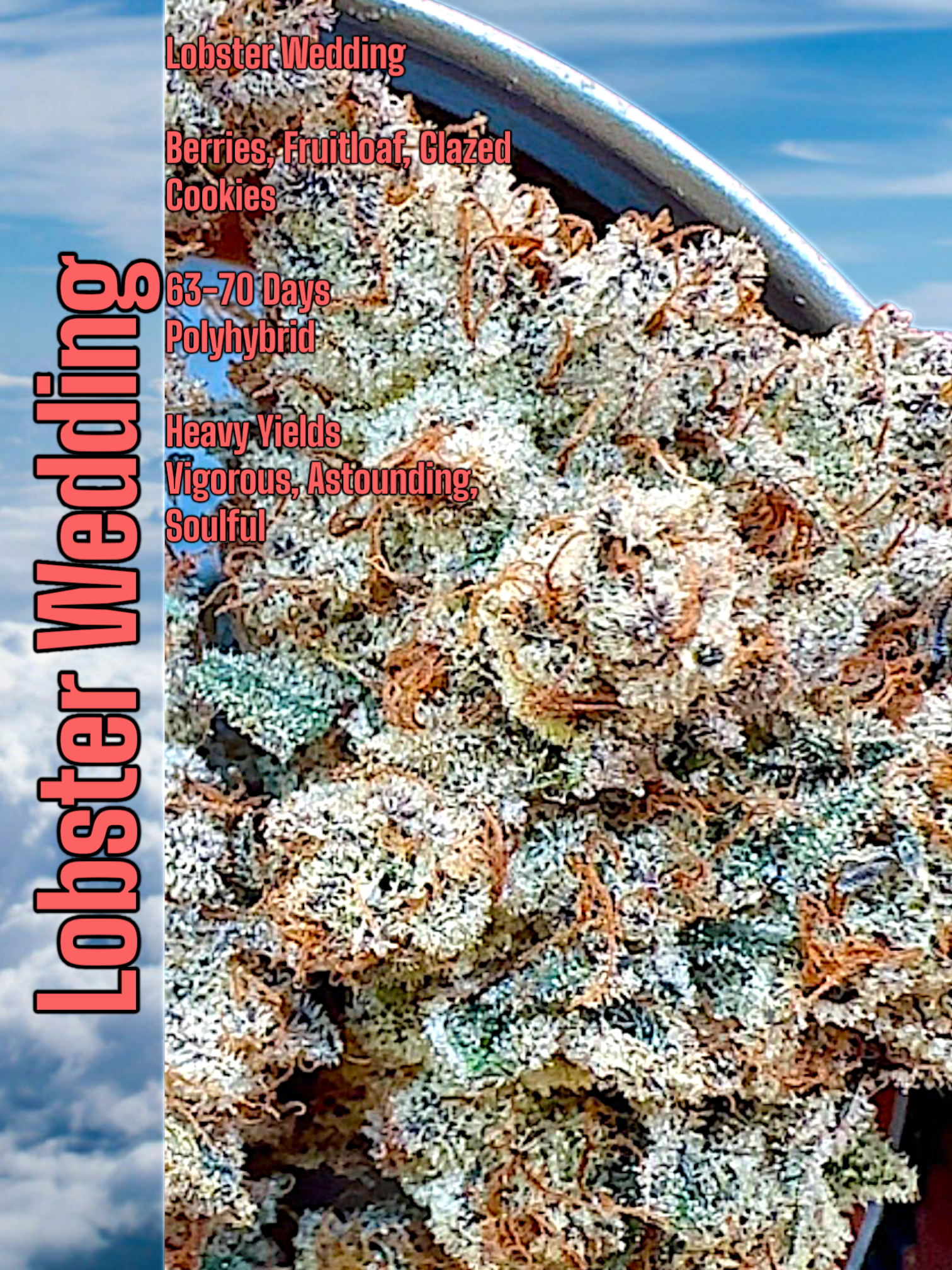 ARTISAN BIRD FEED: LOBSTER WEDDING