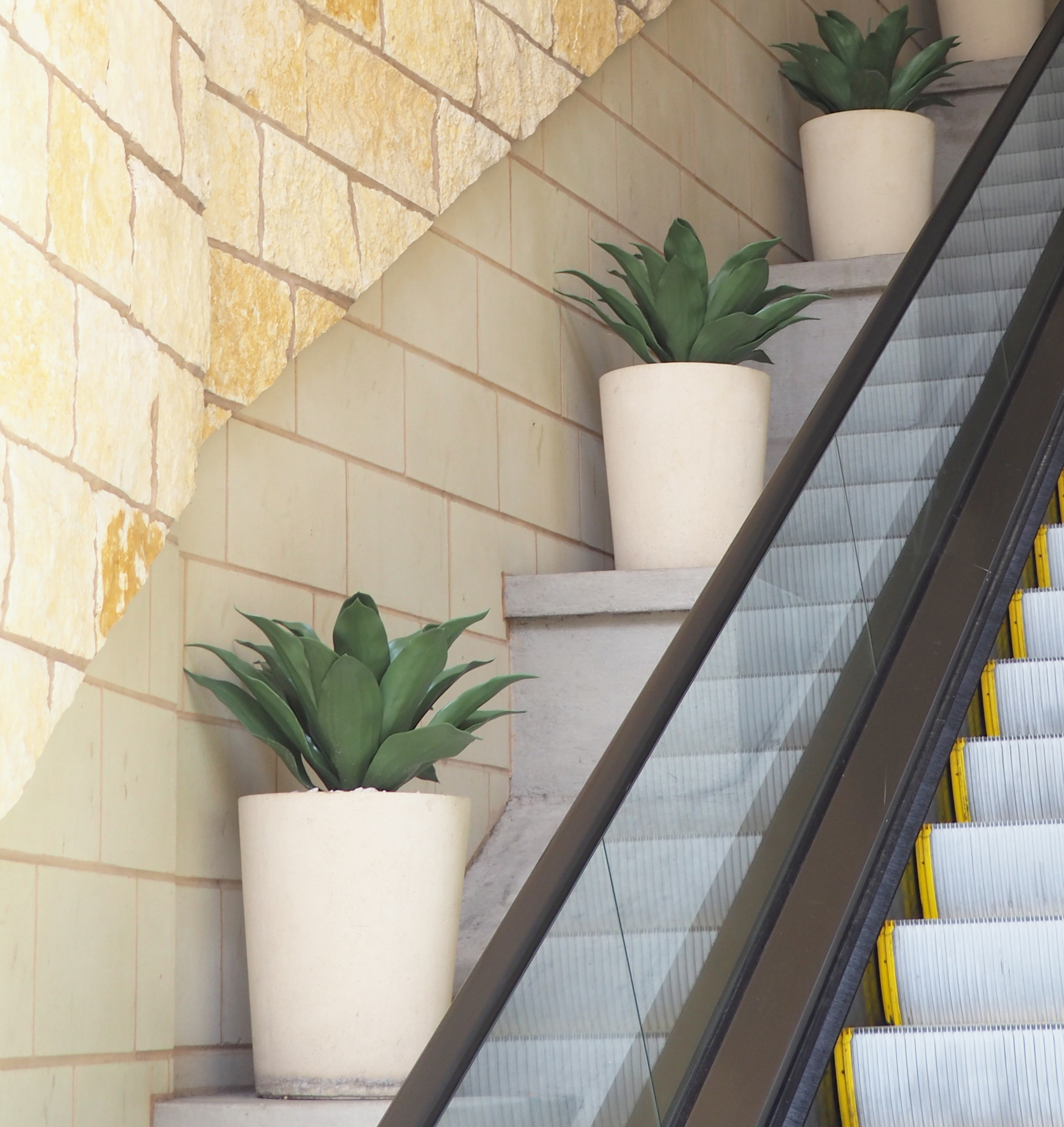 UV rated Agave Plants