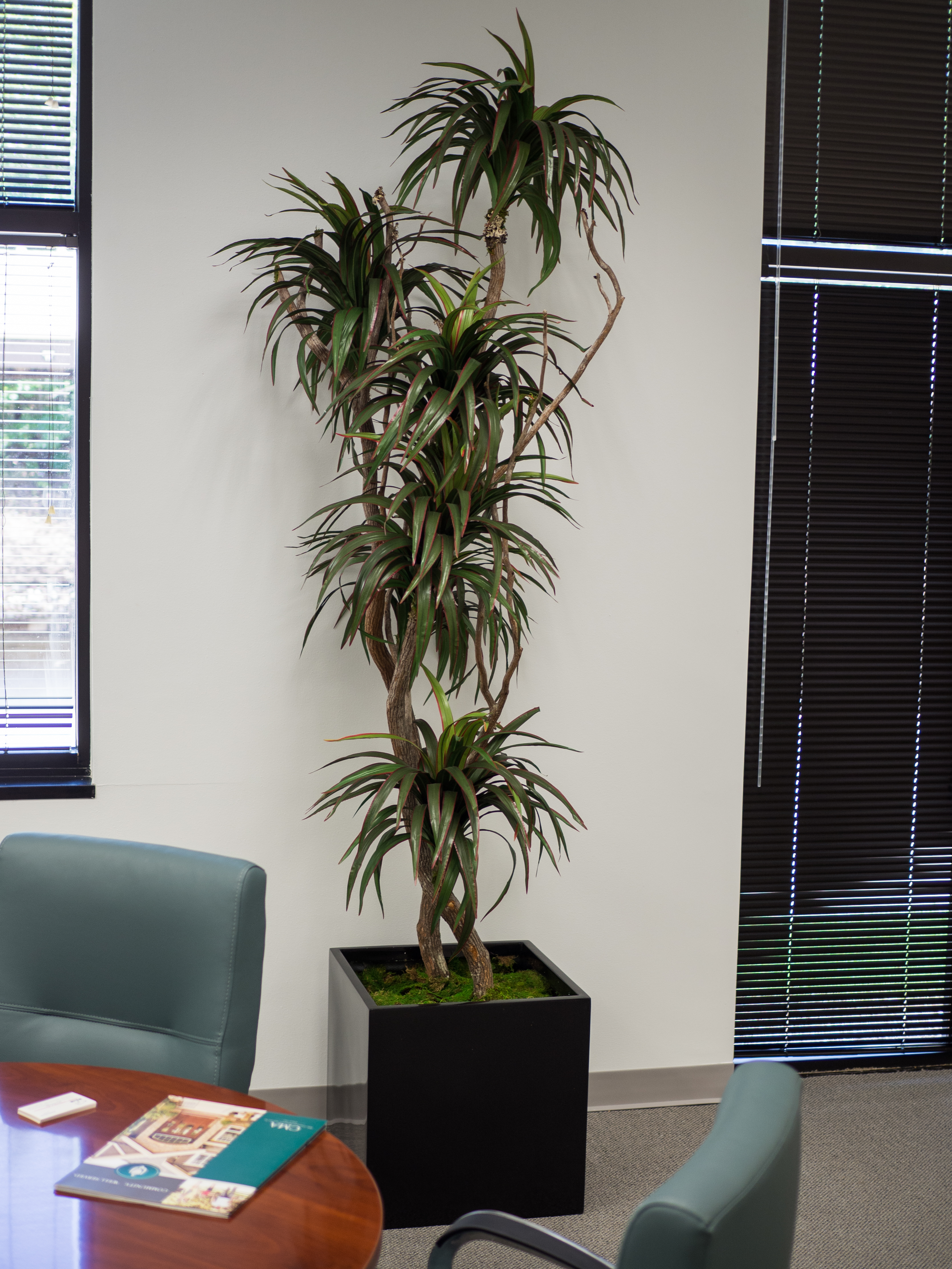 Dracaena Tree