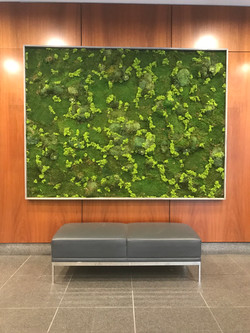 Preserved Moss Wall
