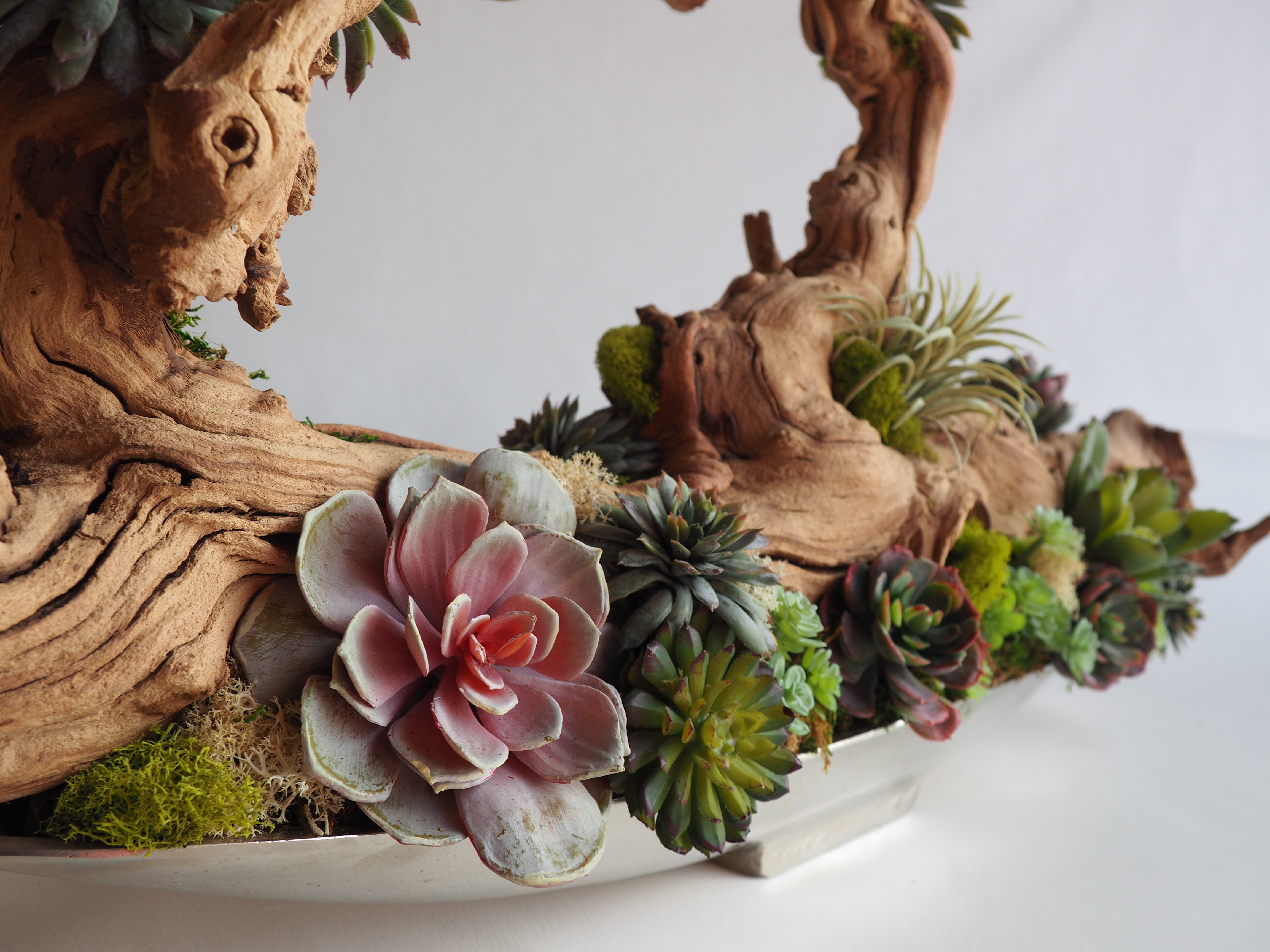 Succulents on Natural Wood