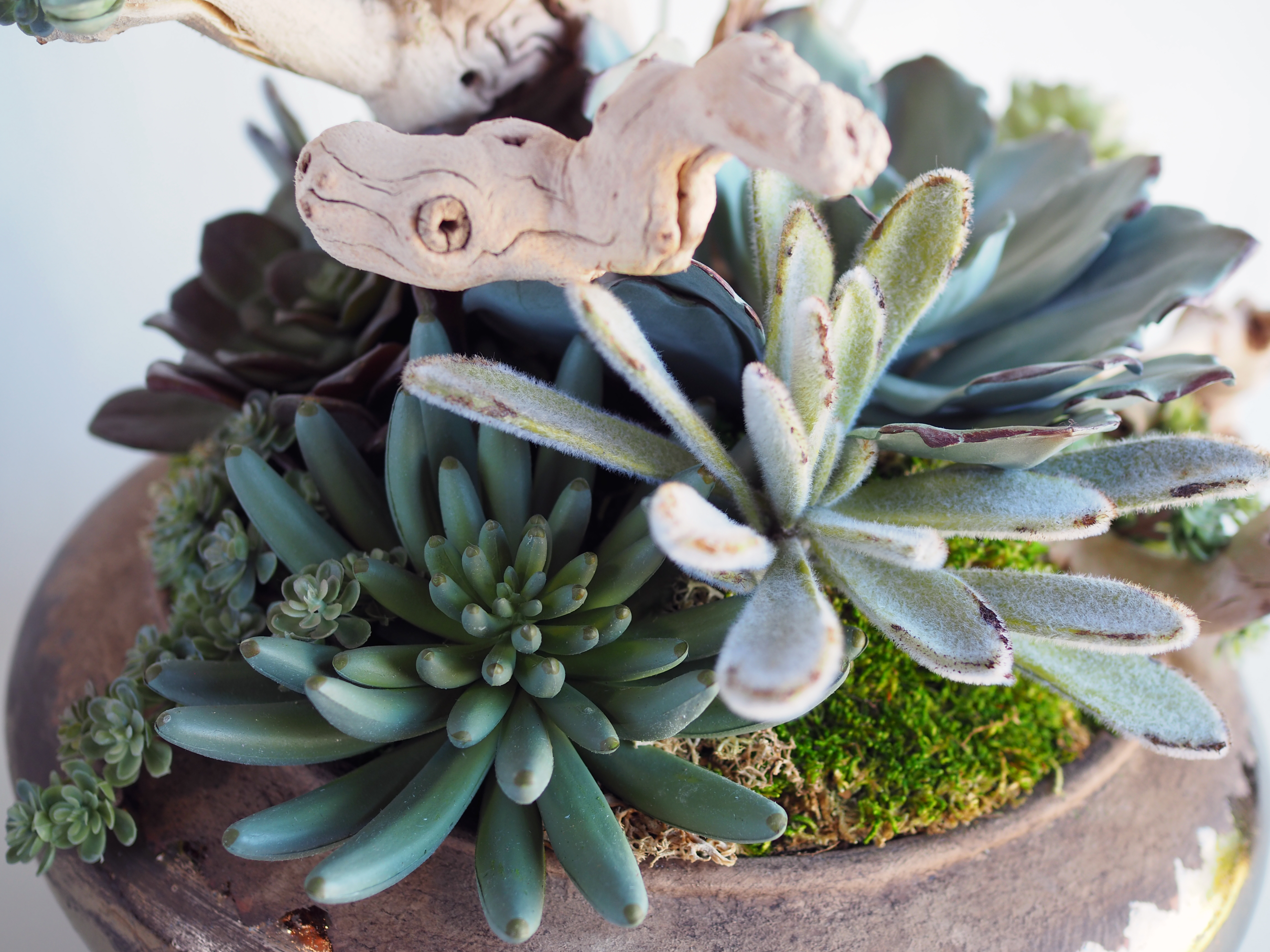 Succulent on Driftwood Arrangement