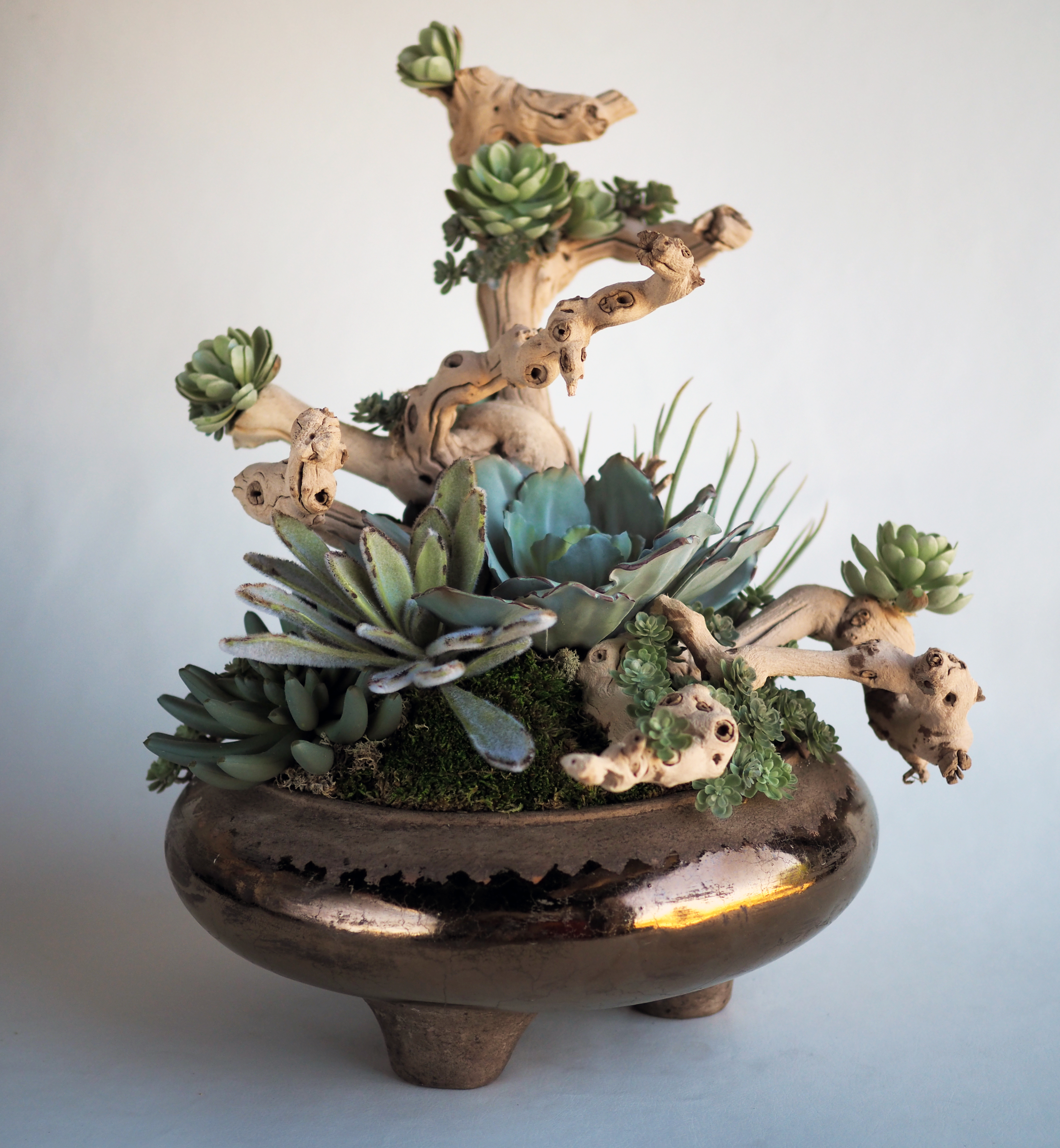 Succulent on Driftwood Arrangement