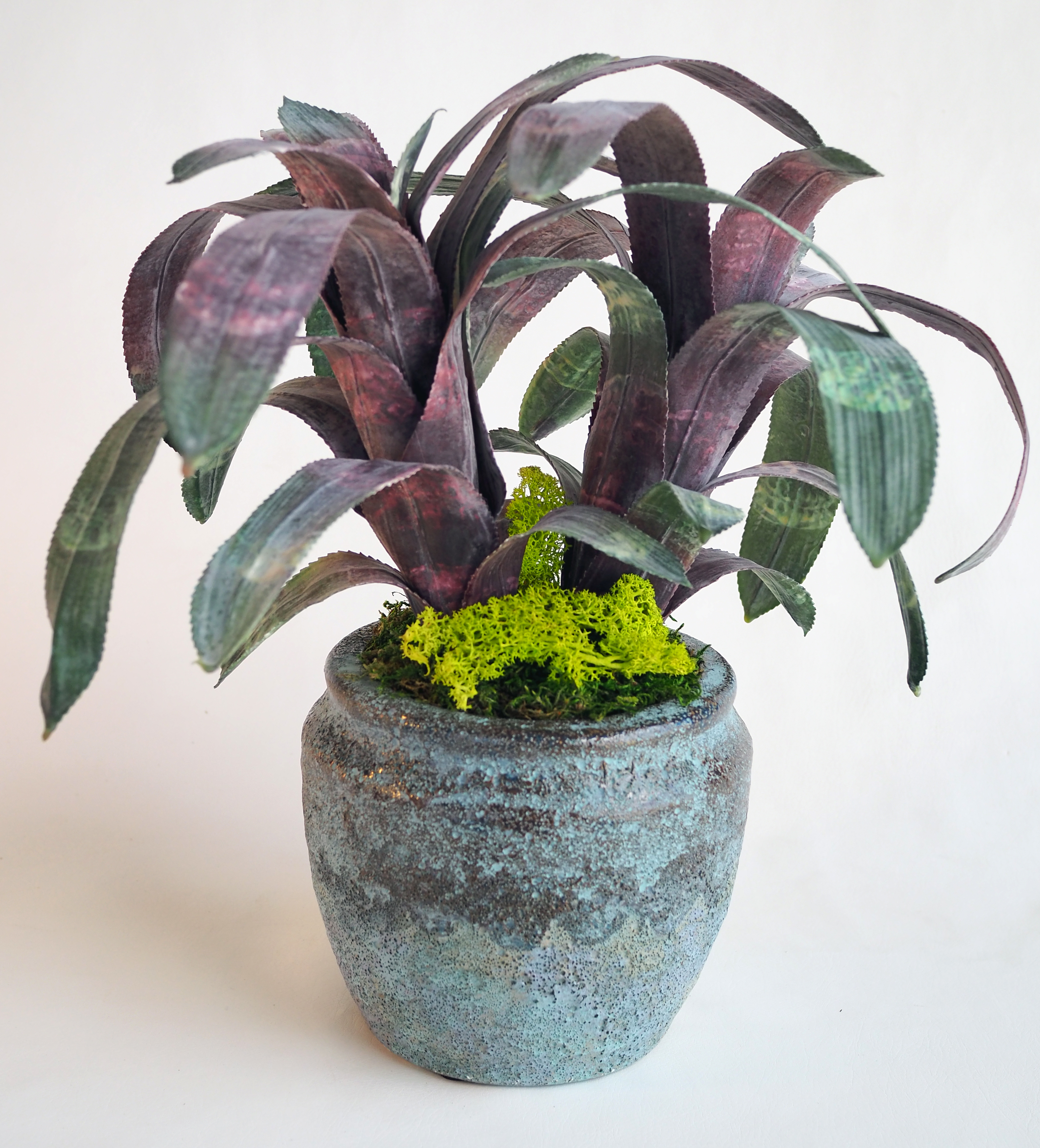 Bromeliad Plant