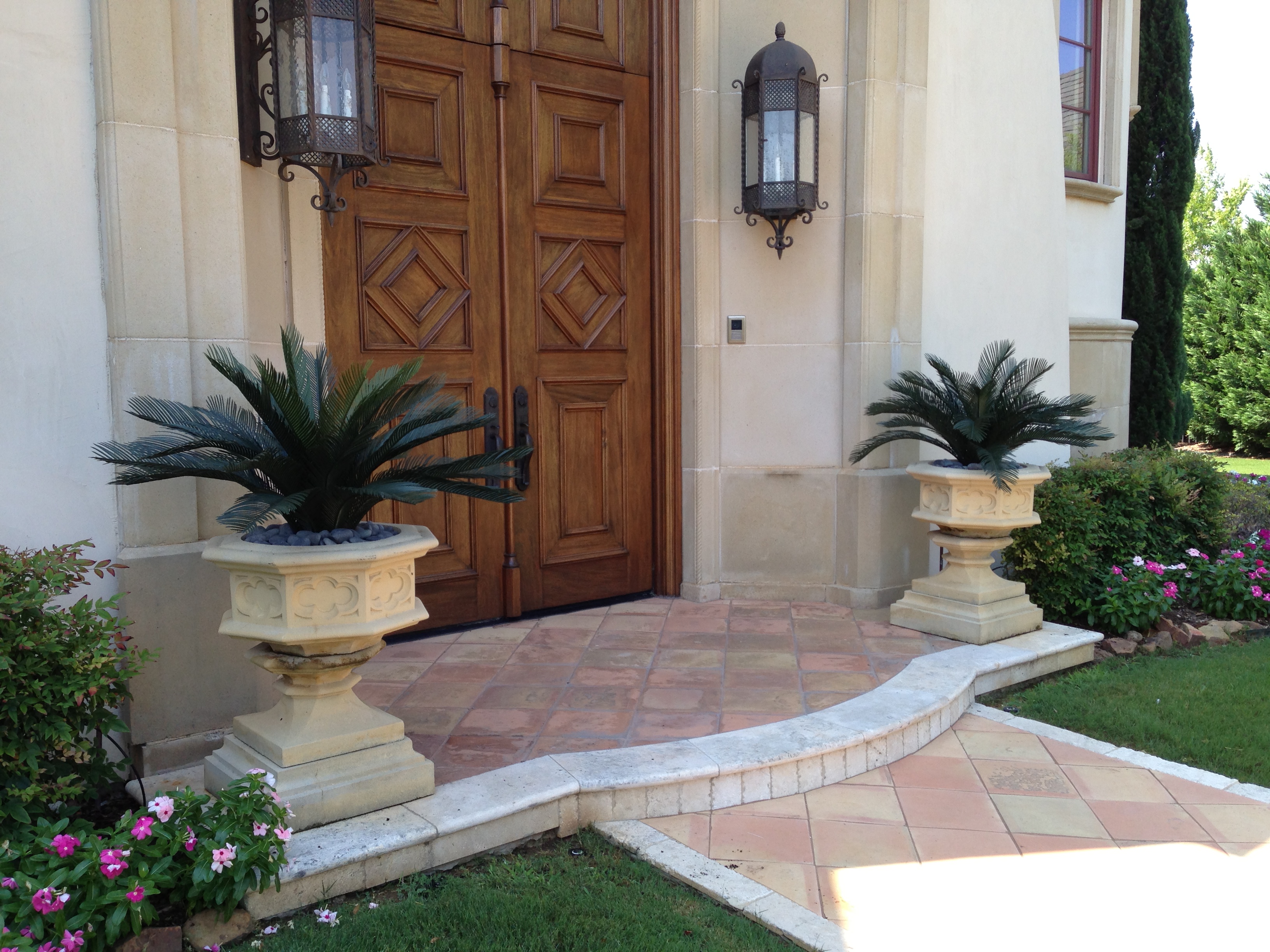 Sego Palms Flanking an Entry