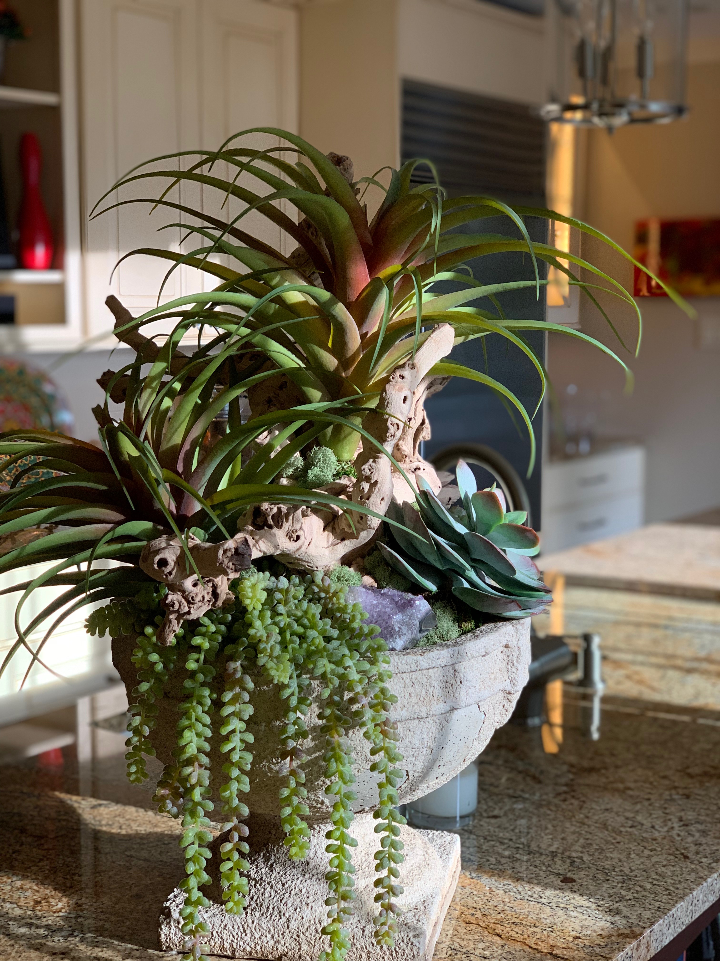 Tillandsia and grapevine arrangement