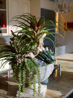 Tillandsia and grapevine arrangement