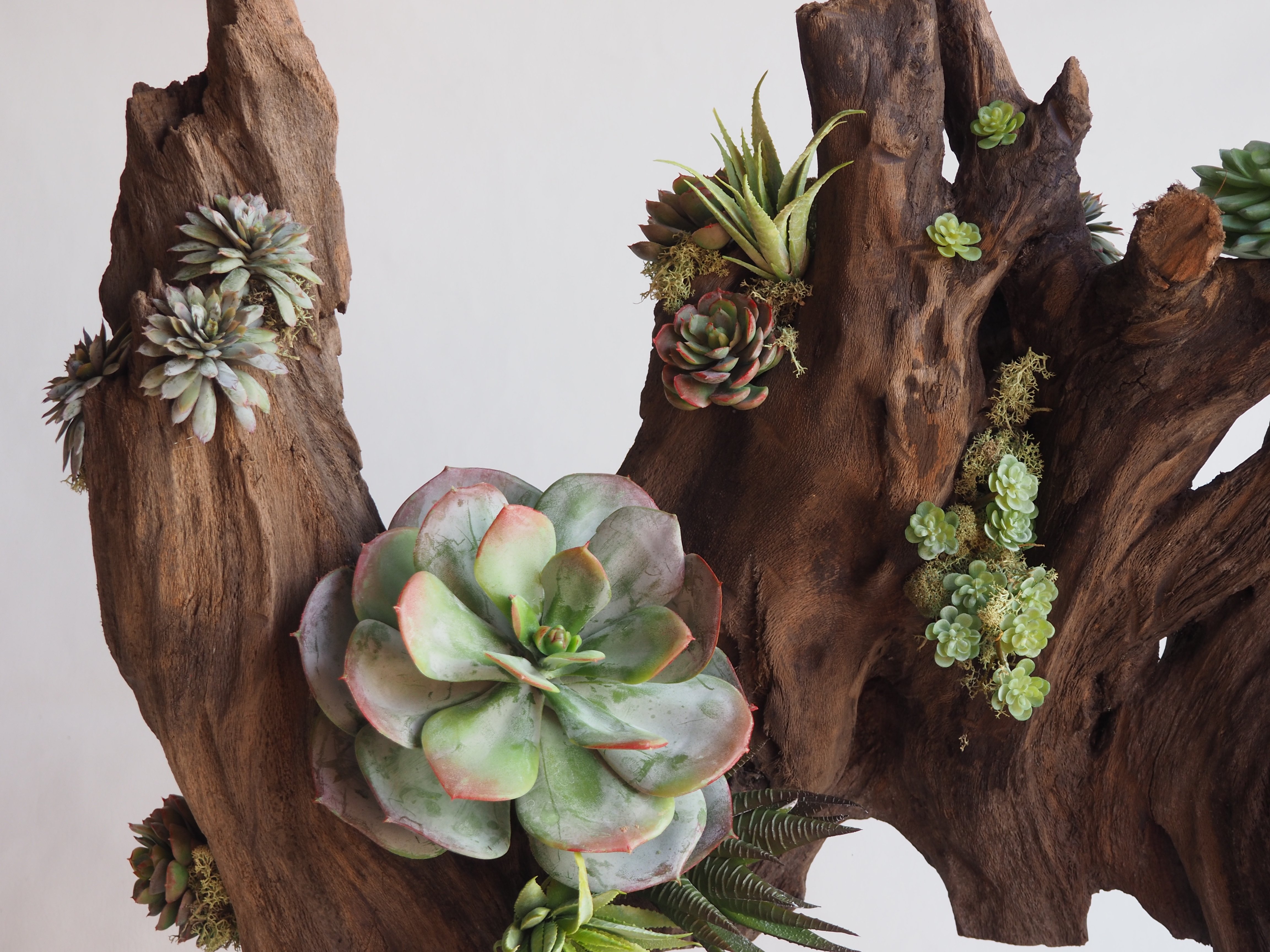 Succulent and driftwood Arrangement