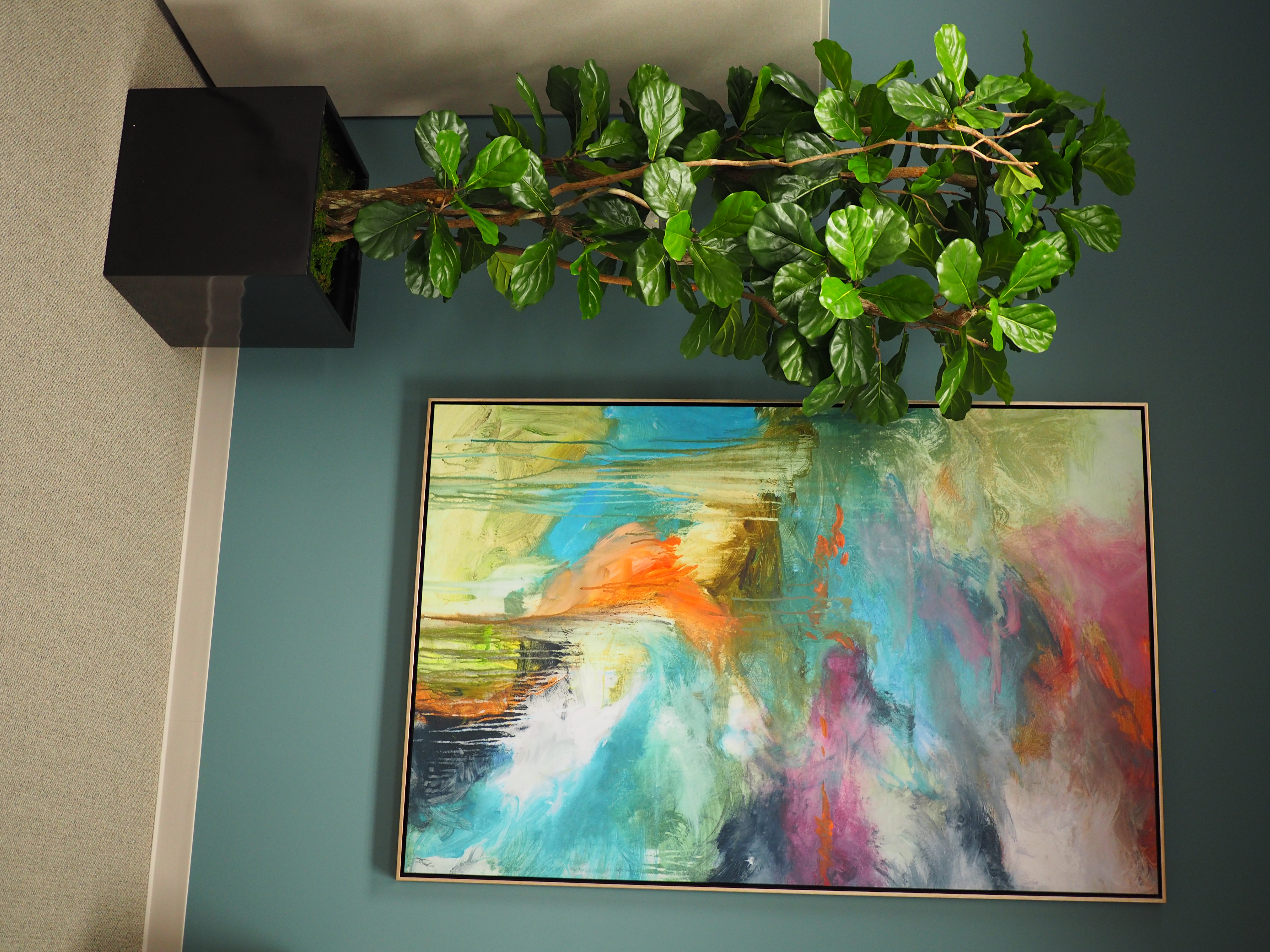 Fiddle Leaf Fig Tree