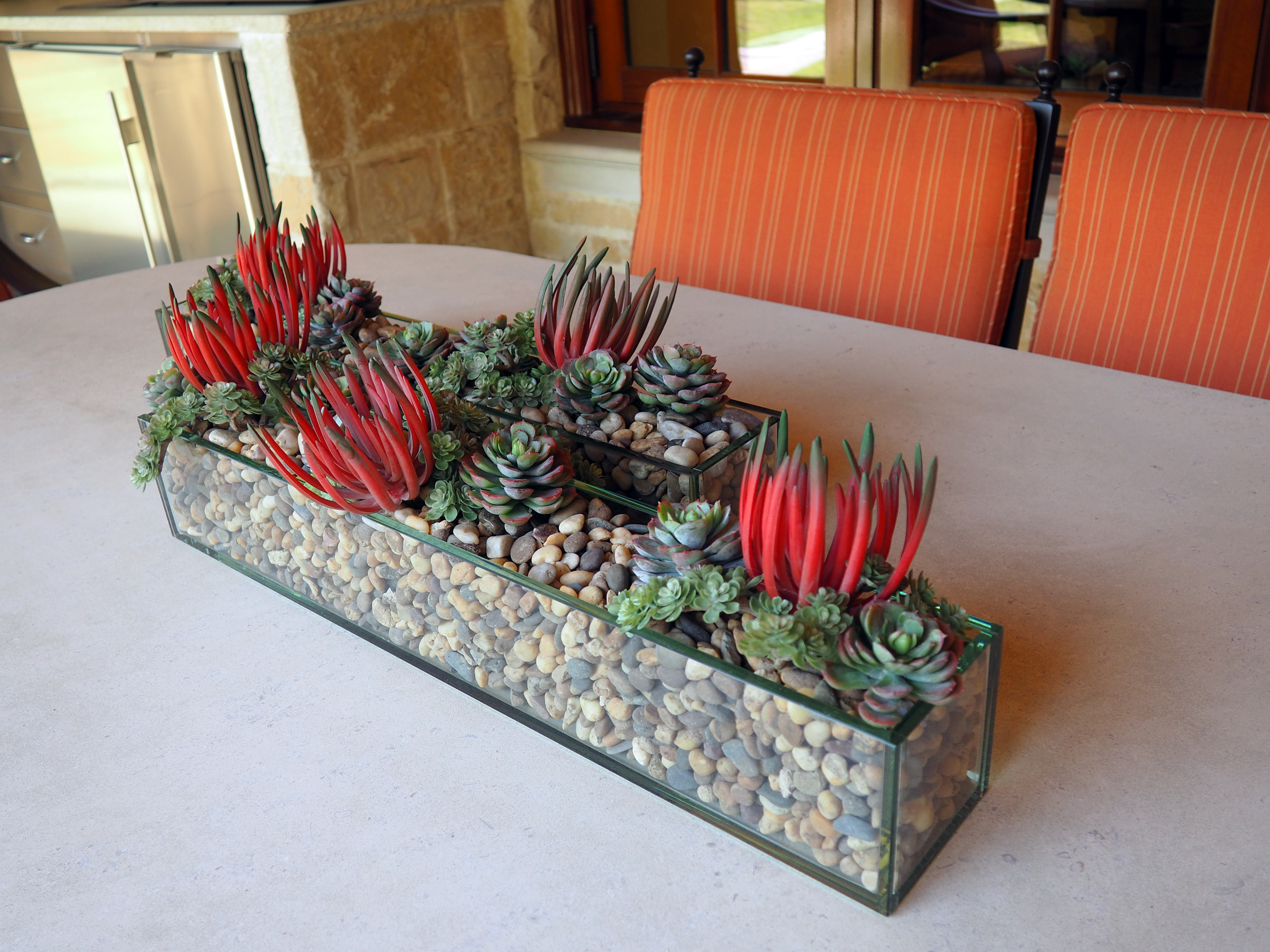 Mixed Succulents in Glass Container