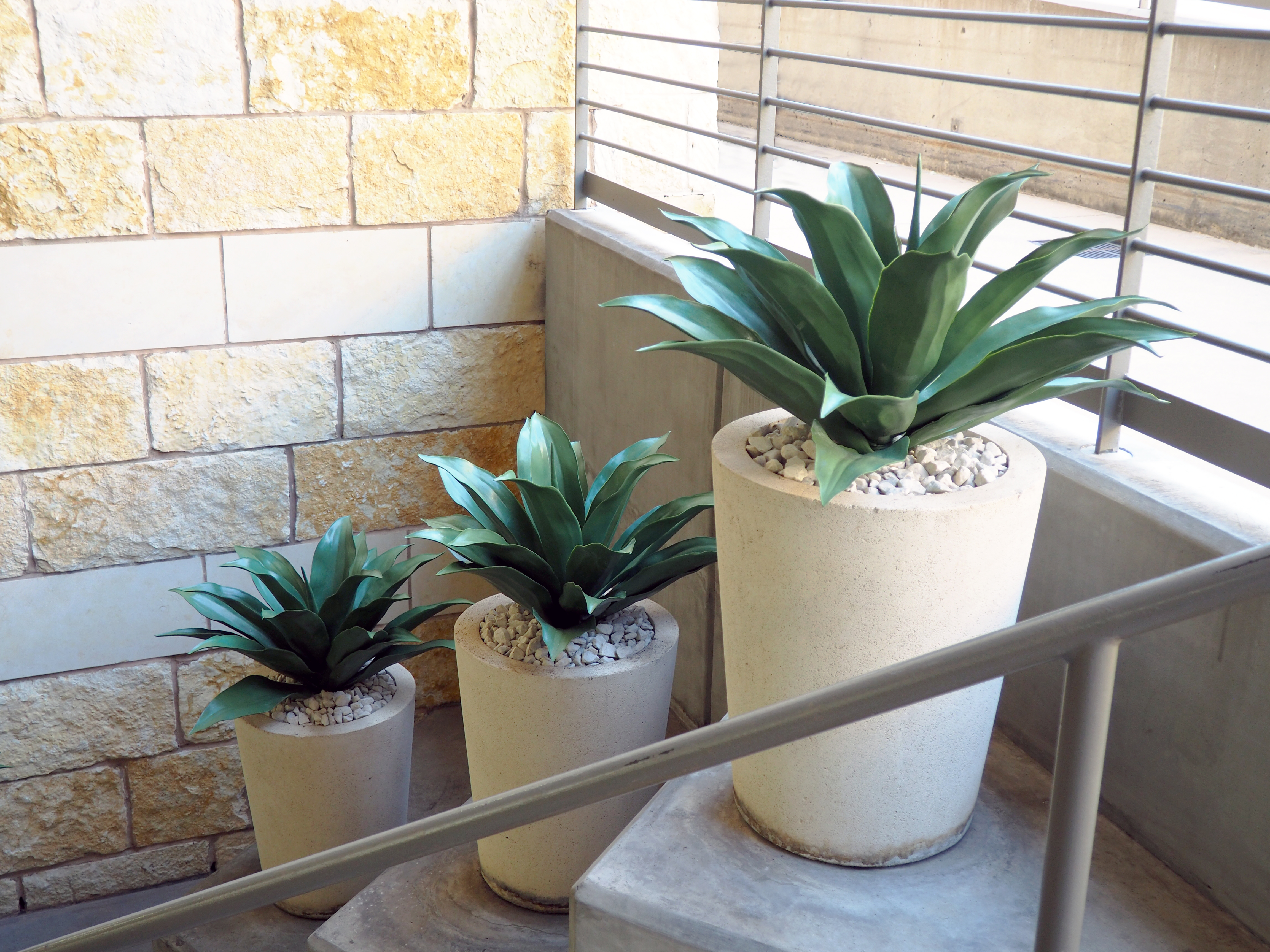 UV rated Outdoor Agave Plants