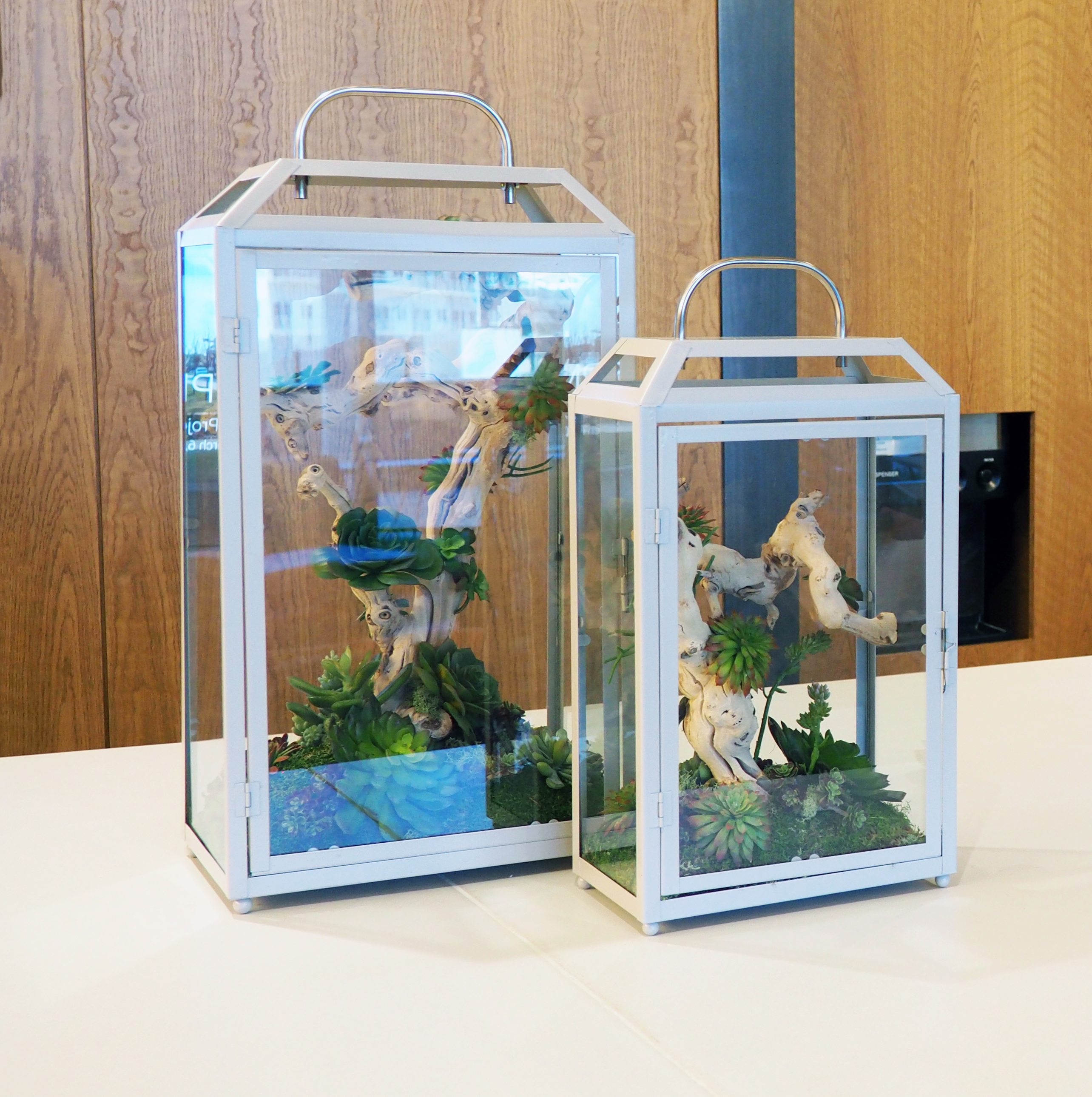 Grapevine and succulents in Lanterns