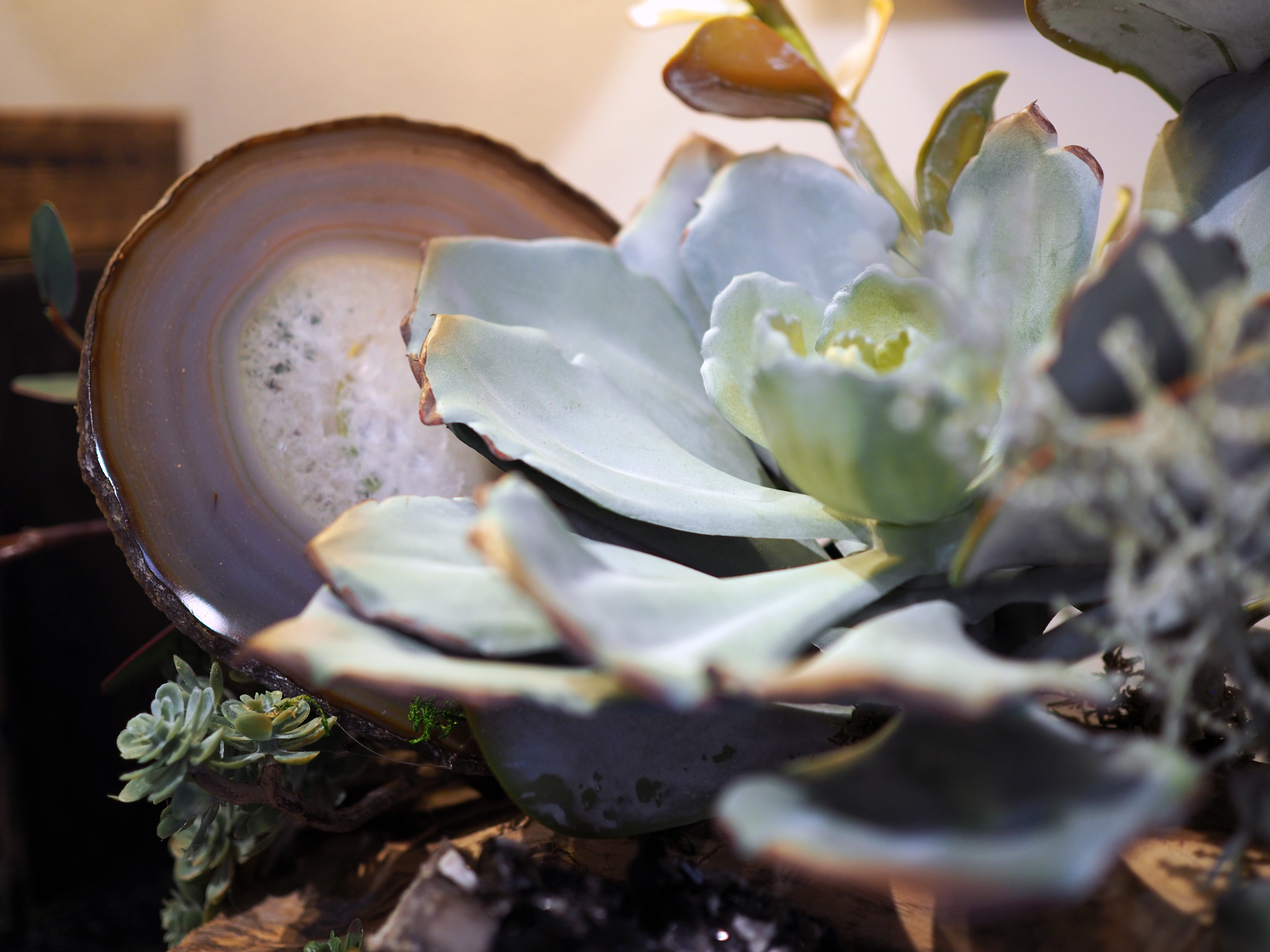 Agate slices in Arrangement