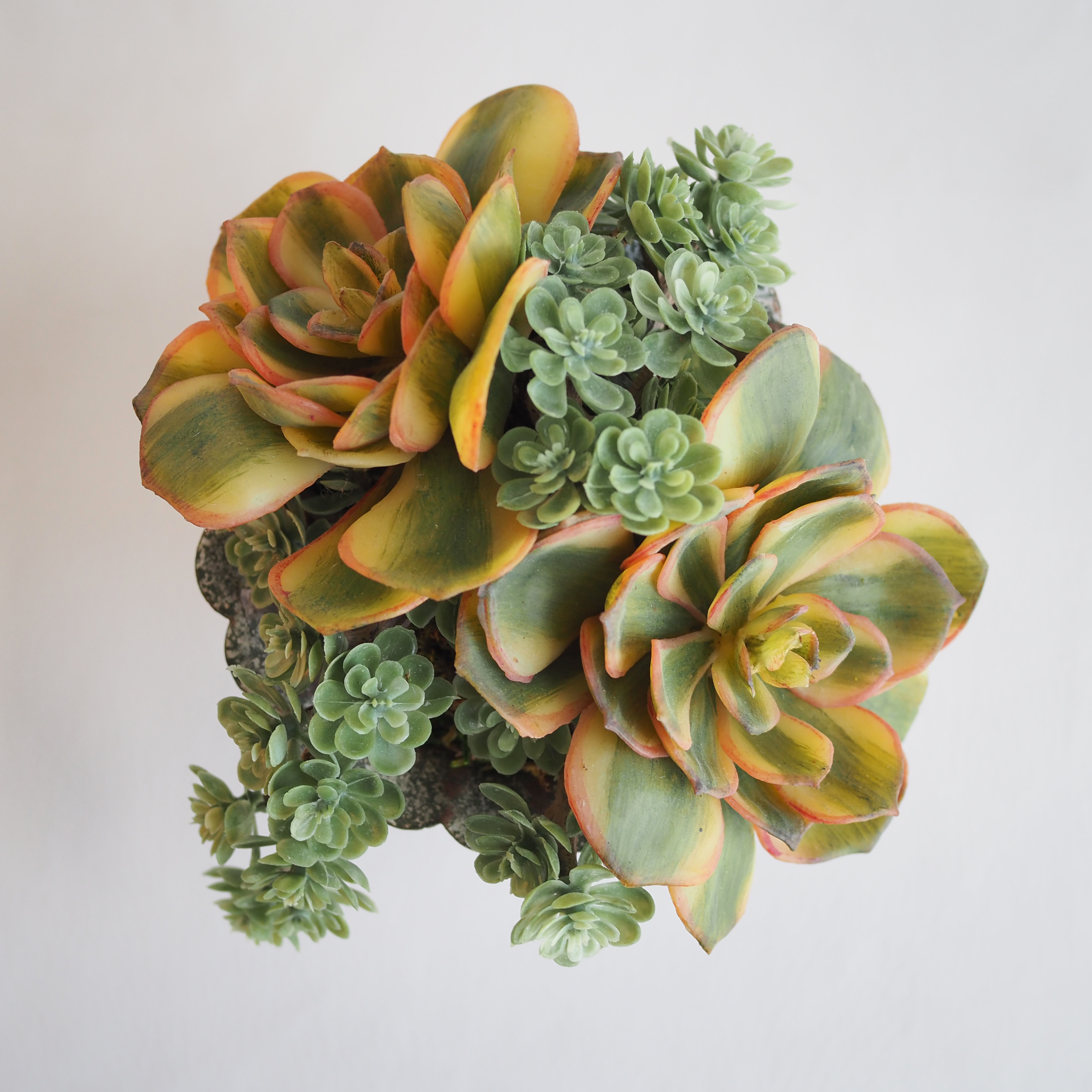 Succulent Arranagement