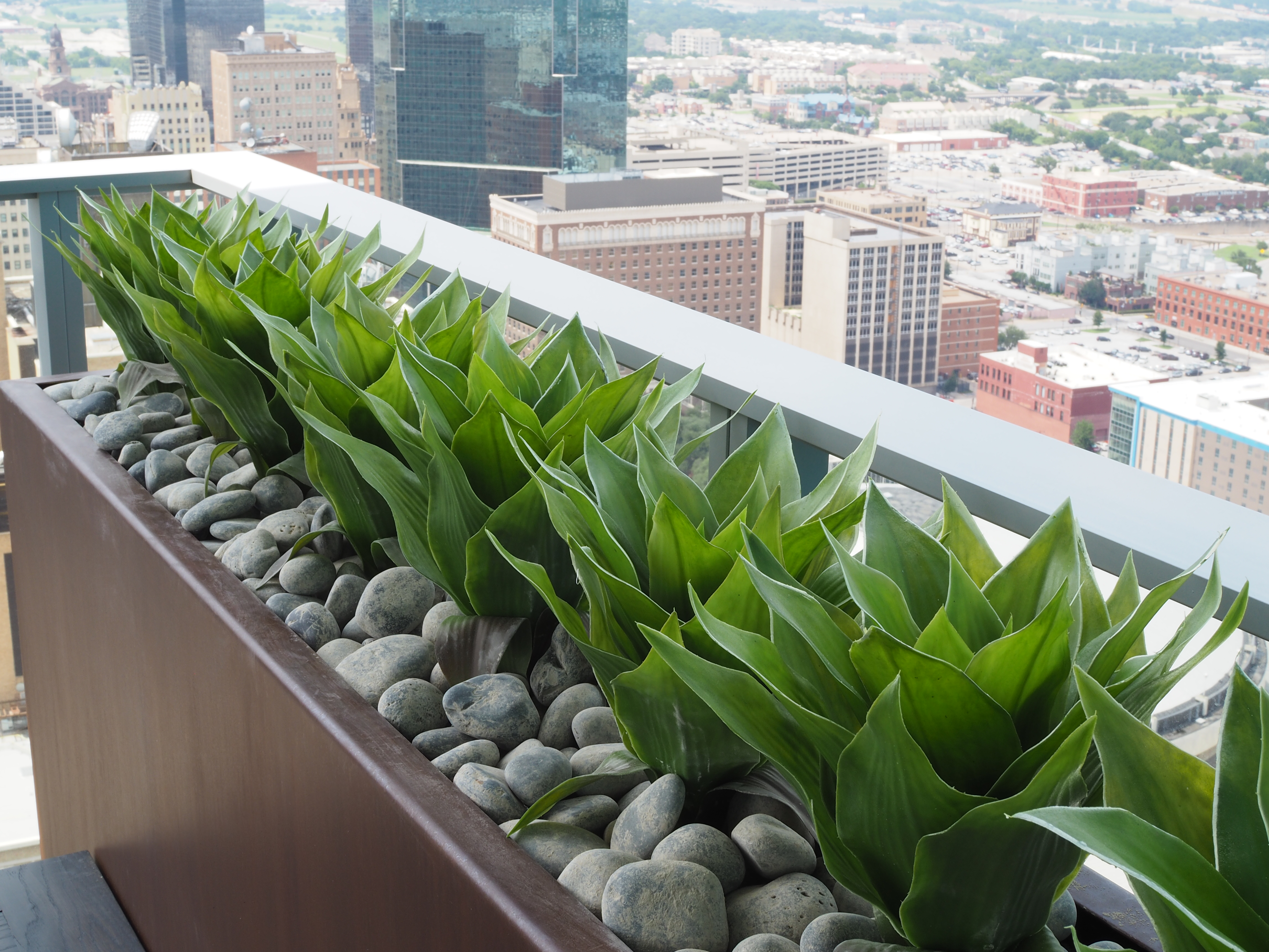 UV rated agave