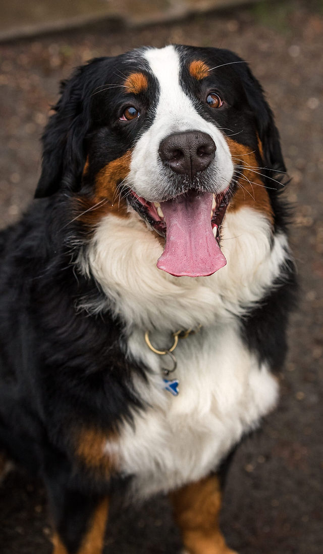 Bernese Mountain Dog