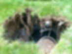 southbury-ct-septic-repair-collapsed-tan