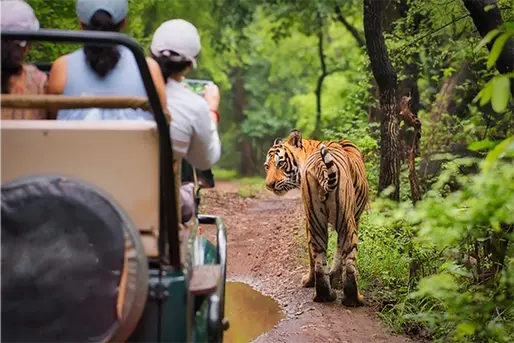What You Need to Know to Plan a Memorable Ranthambore Safari