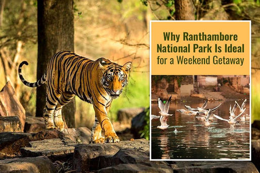 Why Ranthambore National Park Is Ideal for a Weekend Getaway