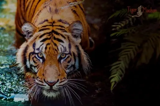 Why Is Ranthambore One of the Best Places to See Tigers in India?