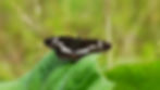Butterflies09.jpg