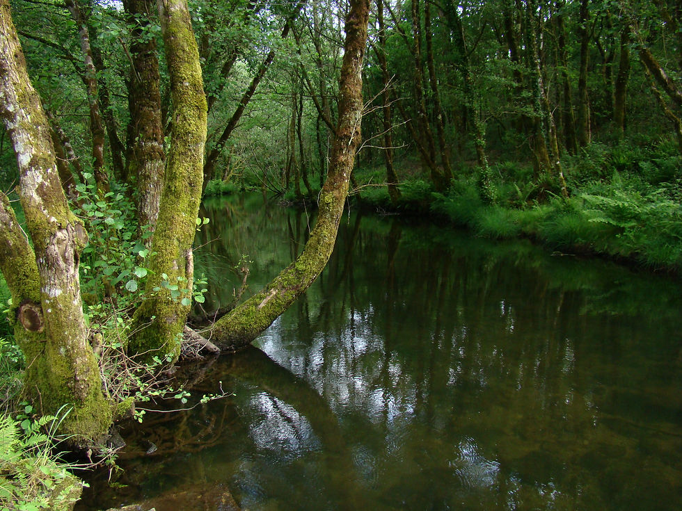 Paisaje debajo del puente